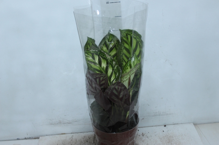 <h4>CALATHEA FLAMESTAR P17</h4>