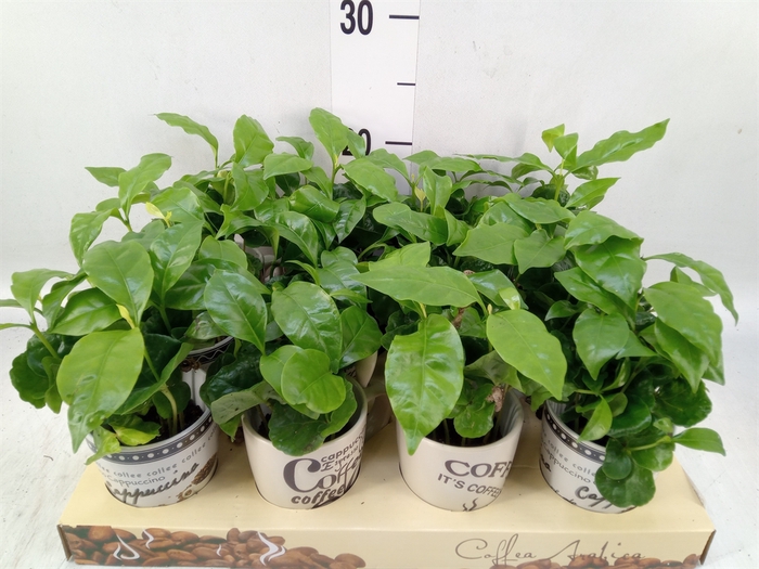 <h4>Coffea arabica</h4>