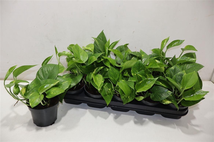 <h4>Epipr Aureum</h4>