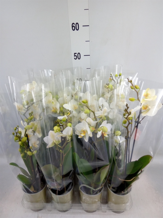 <h4>Phalaenopsis   ...white</h4>