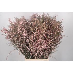 Ginster Pink Per Bunch