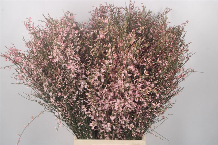 <h4>Ginster Pink Per Bunch</h4>