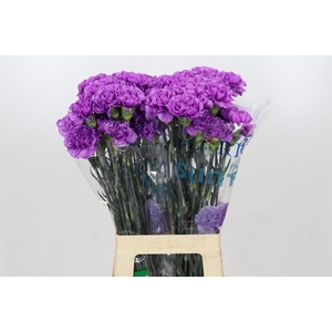 Dianthus St Florigene Moonlite