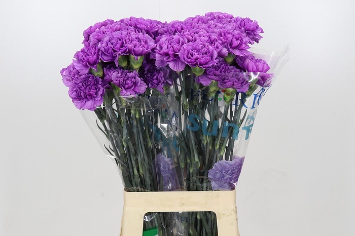 <h4>Dianthus St Florigene Moonlite</h4>