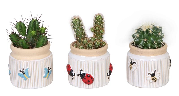 CACTUS MIX P6 L 66634