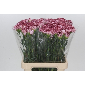 Dianthus St Olympia