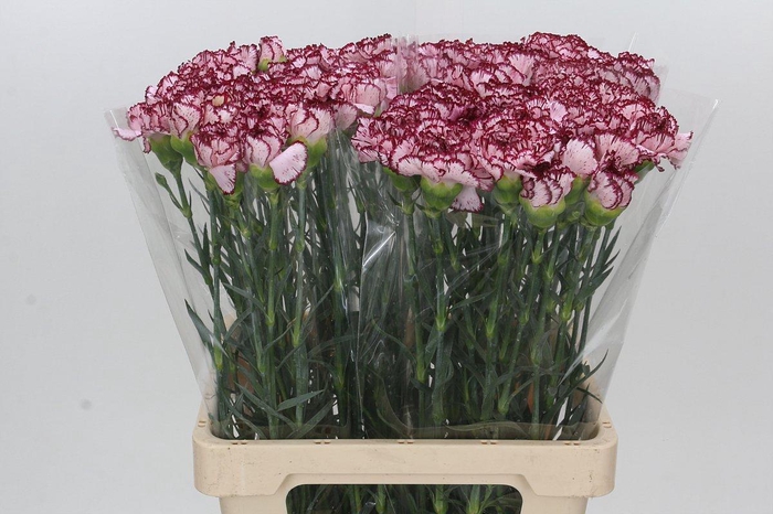 <h4>Dianthus St Olympia</h4>