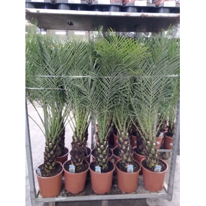 Phoenix roebelenii