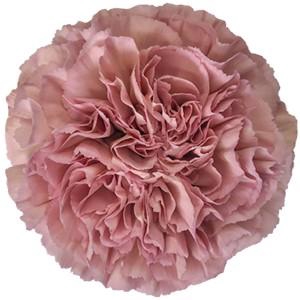 Dianthus st lege