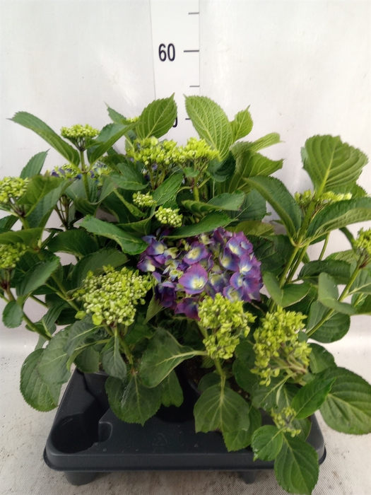 <h4>Hydrangea mac.   ...</h4>