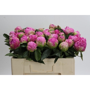 Paeonia Glory Hallelujah