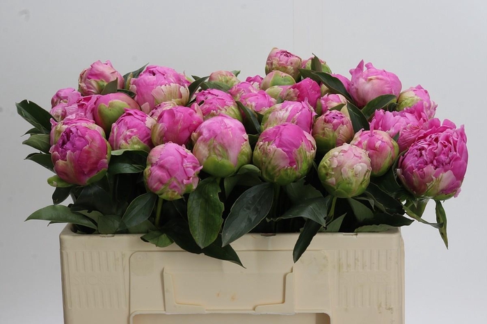 <h4>Paeonia Glory Hallelujah</h4>