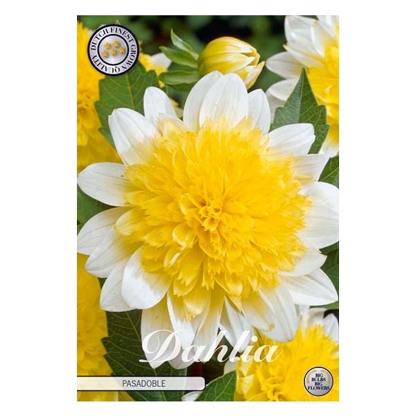 <h4>Dahlia Pasadoble x1</h4>