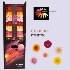 Gerbera Pomponi Mix Aquabox Pomponi  Aquabox