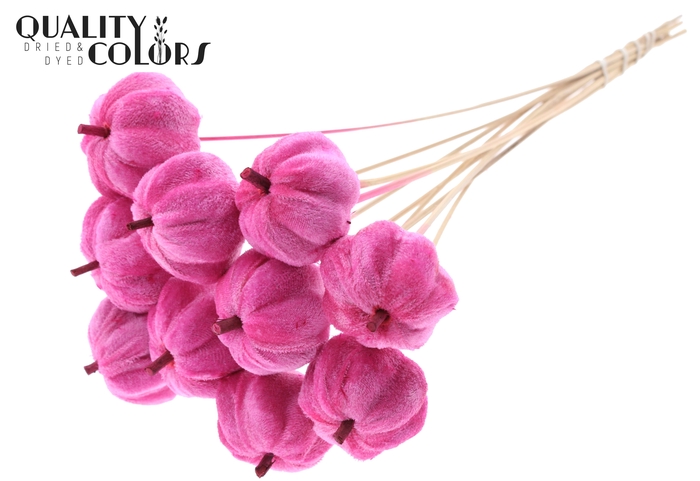 Velvet Pumpkin Ø6cm on stem Cerise