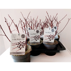 Salix Kurome bush P17