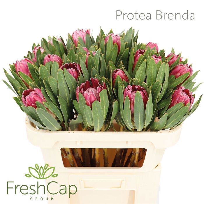 <h4>Protea  'Brenda'</h4>