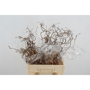 CORYL AV CONTORTA 2 JARIG 060CM
