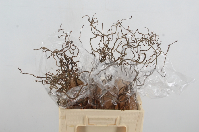 <h4>CORYL AV CONTORTA 2 JARIG 060CM</h4>