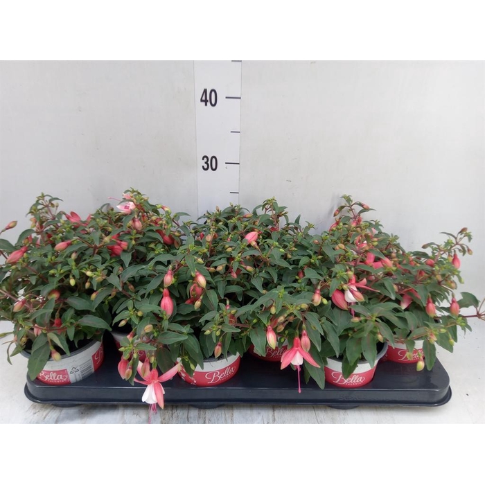 <h4>Fuchsia  'Bella Fuchsia Hilda'</h4>