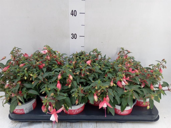 Fuchsia  'Bella Fuchsia Hilda'