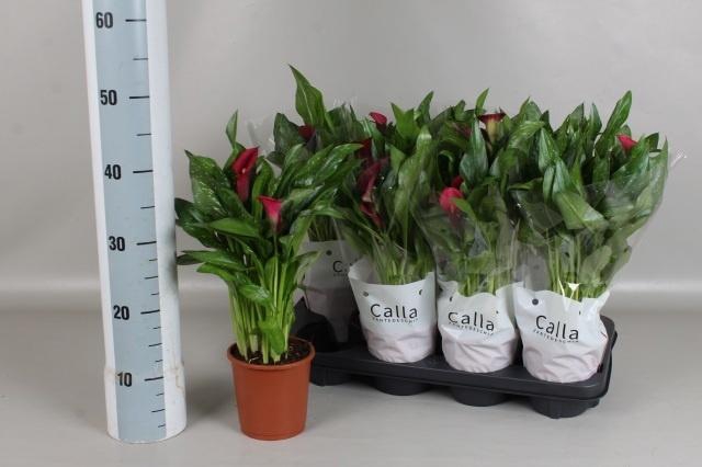 arr8 Zant Royal Valentine