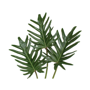 FOLHAGEM XANADU 050 CM