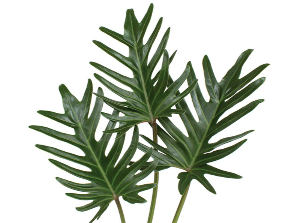 <h4>FOLHAGEM XANADU 050 CM</h4>