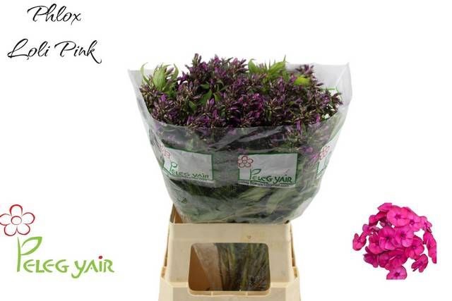 <h4>PHLOX P LOLLIPINK</h4>