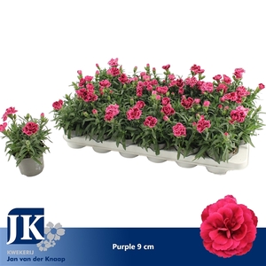 Dianthus Purple P 9