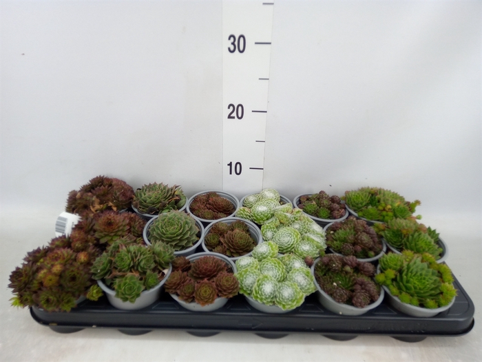 <h4>Sempervivum   ...mix</h4>