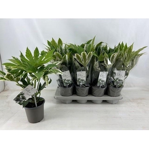 FATSIA VARIEGATA