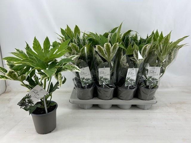<h4>FATSIA VARIEGATA</h4>