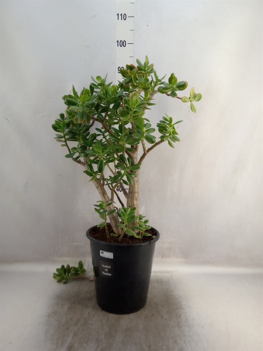 <h4>Crassula ovata 'Sunset'</h4>