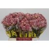 Blushing Bride Pink 2/5 Flowers