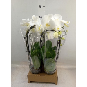 Phalaenopsis  'Elegant Cascade'