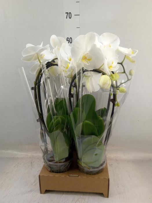 <h4>Phalaenopsis  'Elegant Cascade'</h4>