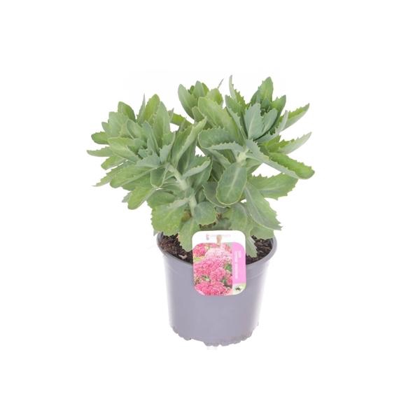 Sedum 'Herbstfreude'