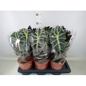 Alocasia amazonica 'Polly'