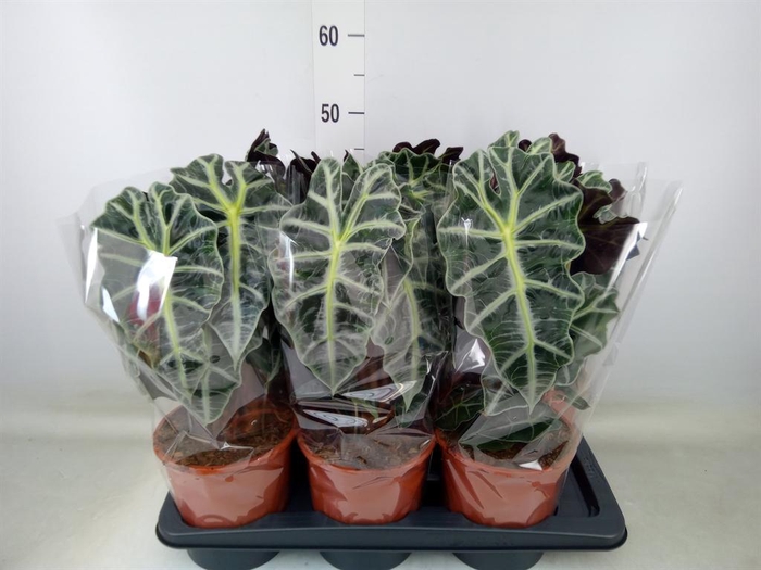 <h4>Alocasia amazonica 'Polly'</h4>
