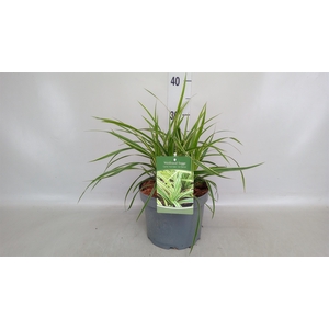 Carex morrowii 'Ice Dance'