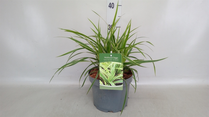 <h4>Carex morrowii 'Ice Dance'</h4>