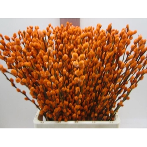 Salix Katje Oranje L70