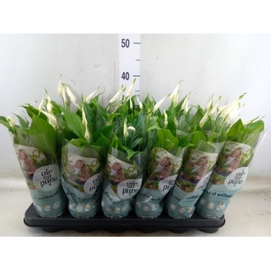 Spathiphyllum  'Chopin'