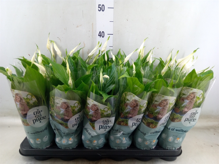 <h4>Spathiphyllum  'Chopin'</h4>