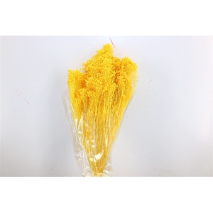 Dried Brooms L Yellow Bunch