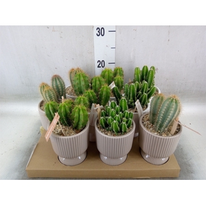 Cactus   ...