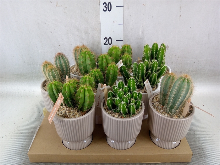 <h4>Cactus   ...</h4>