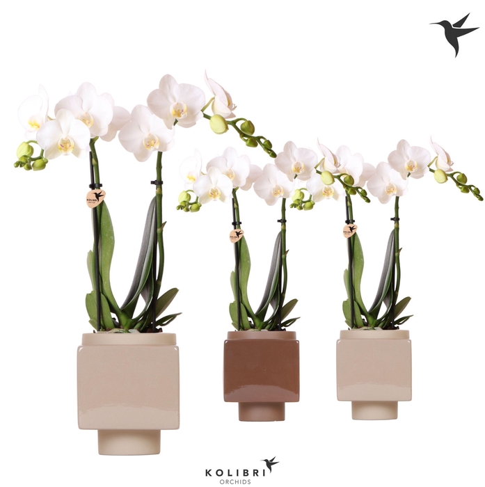 <h4>Kolibri Orchids Phalaenopsis white 2 spike in Cube pot brown</h4>
