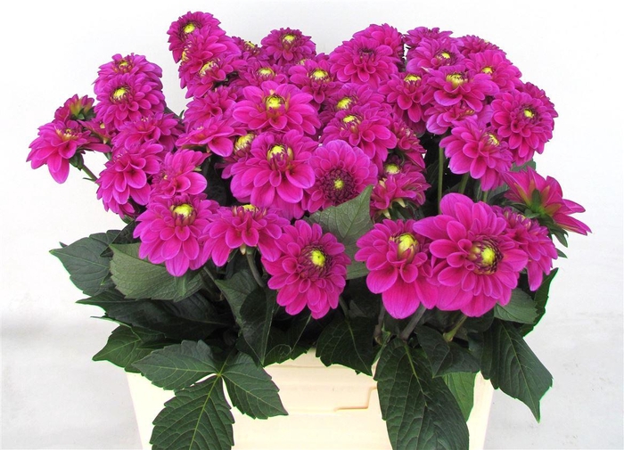 <h4>Dahlia Ball Purple Fox</h4>